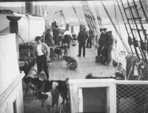 Dog Teams on the Fram after returning from the Antarctic 1912. TAHO